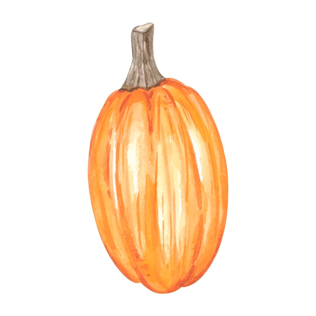 Watercolor autumn pumpkin. Vector illustration