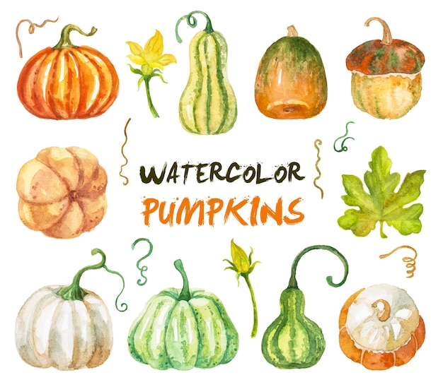 Watercolor autumn pumpkins isolated on white