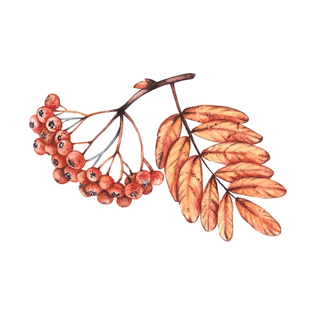 Watercolor autumn rowan branch on a white background