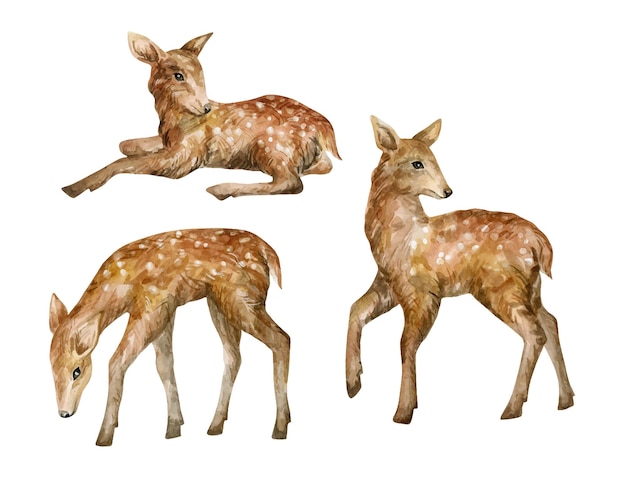 Watercolor baby deers Wild forest animals