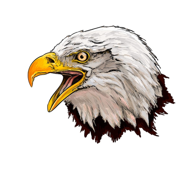 Watercolor Bald eagle head portrait on white