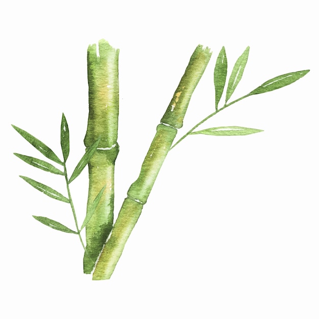 Watercolor bamboo plant