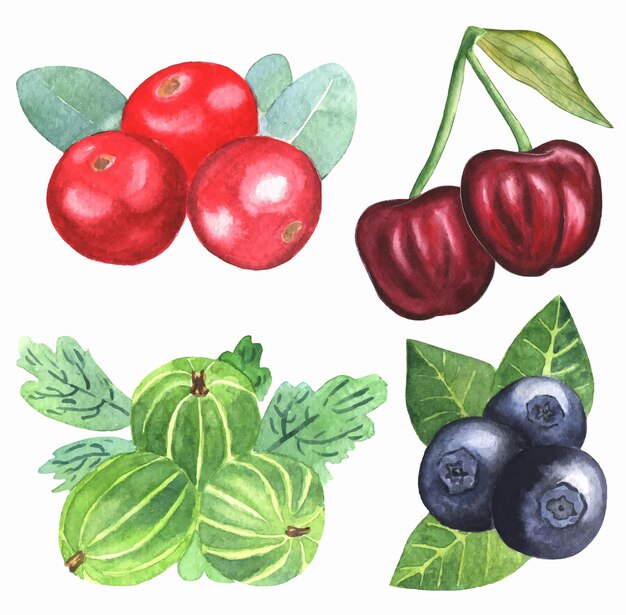 Vector watercolor berries clipart illustration set