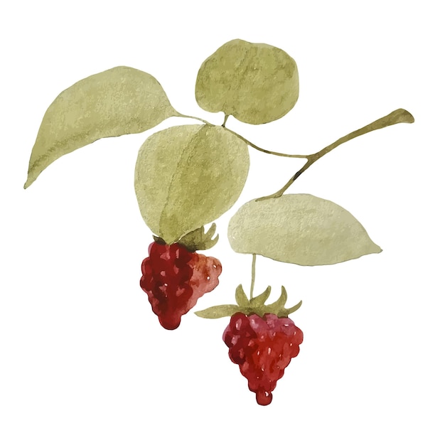 Watercolor berry branch red rasberry and leaves hand drawn isolated