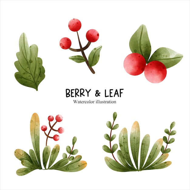 Watercolor berry and leaf vector illustration