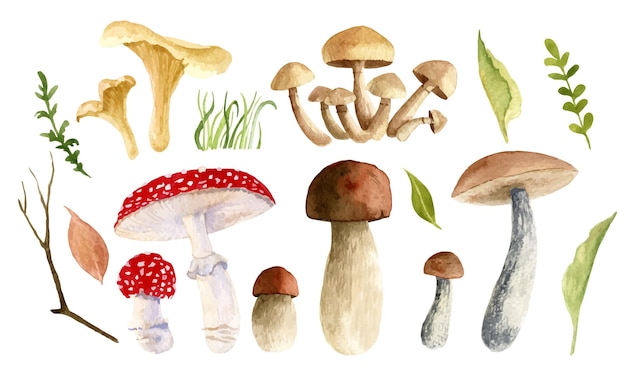 Watercolor big Set with Mushrooms. Forest plants. Vector botanical illustration of Autumn herbs