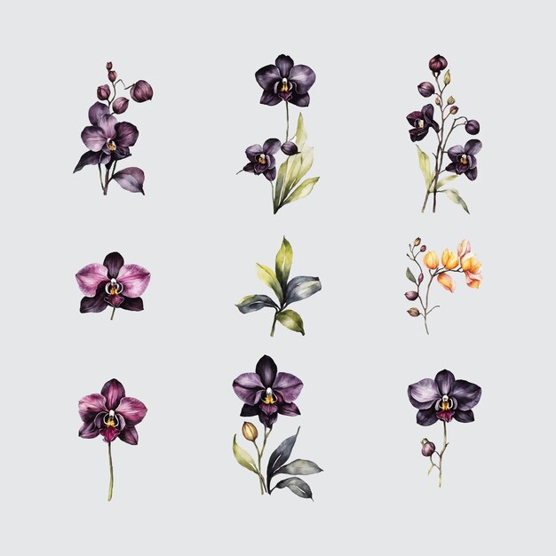 Vector watercolor black orchids flower element