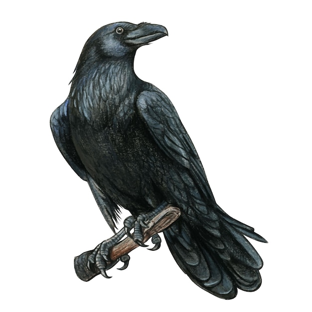 Watercolor black realistic western raven