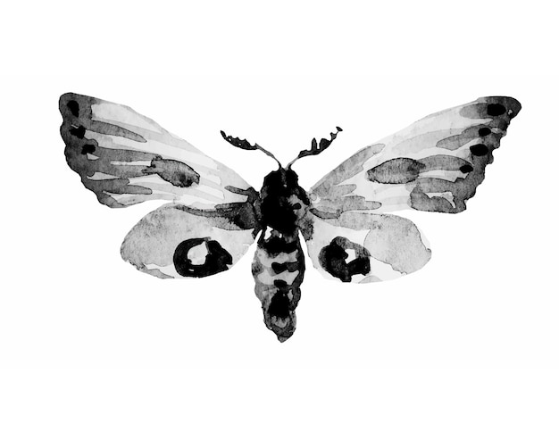 Watercolor black and white butterfly Lepidoptera monochrome illustration