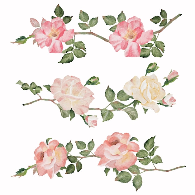 Watercolor blooming rose branch flower bouquet divider collection