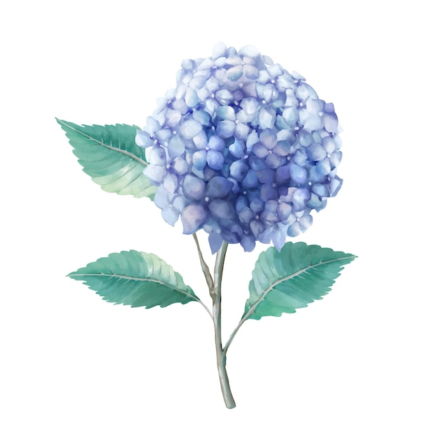 watercolor blue hydrangea