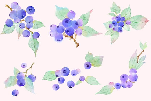 Watercolor blueberries branches  illustration