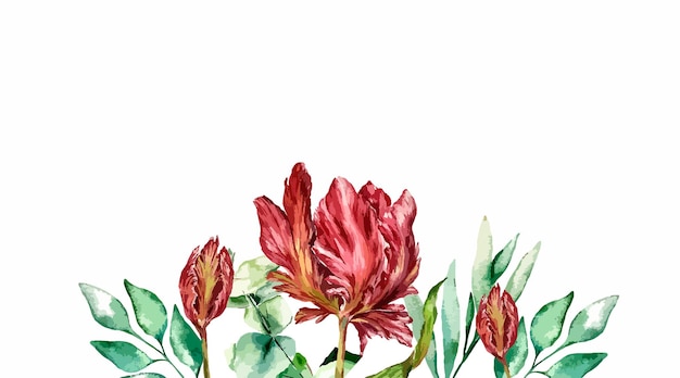 Watercolor botanical floral illustration spring garden plants flowers on white background tulip euca