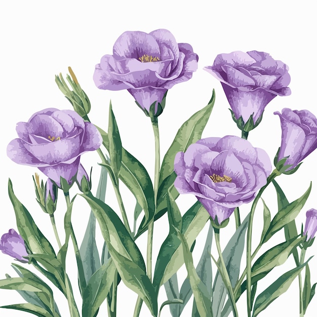 Vector watercolor botanical illustration of lisianthus flowers and leaves