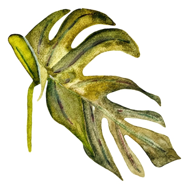 Watercolor botanical leaf of monstera in modern style. Great for greeting cards, wedding invitations