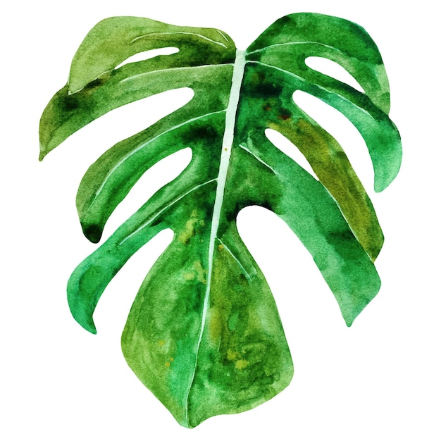 Watercolor botanical leaf of monstera in modern style. Great for greeting cards, wedding invitations