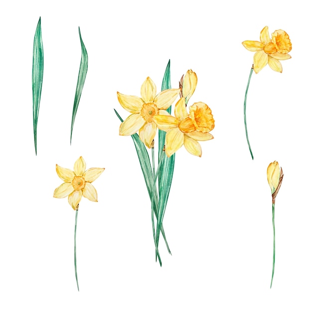 Watercolor bouquet daffodil march birth month flower