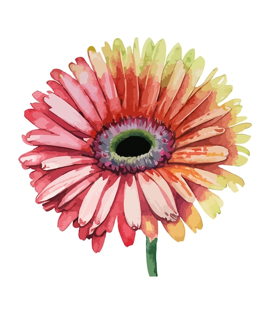 Watercolor bouquet of gerbera flower isolated on white background Watercolor floral arrangements