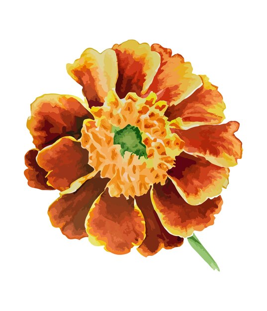 Vector watercolor bouquet of marigold flower isolated on white background watercolor floral arrangements