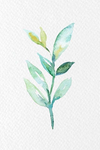 Watercolor branch design element vector