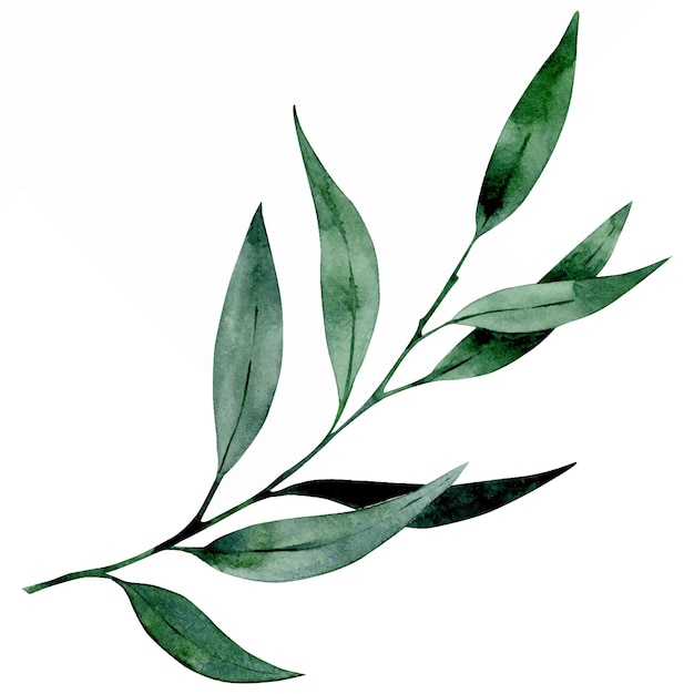 Watercolor branch of olive tree