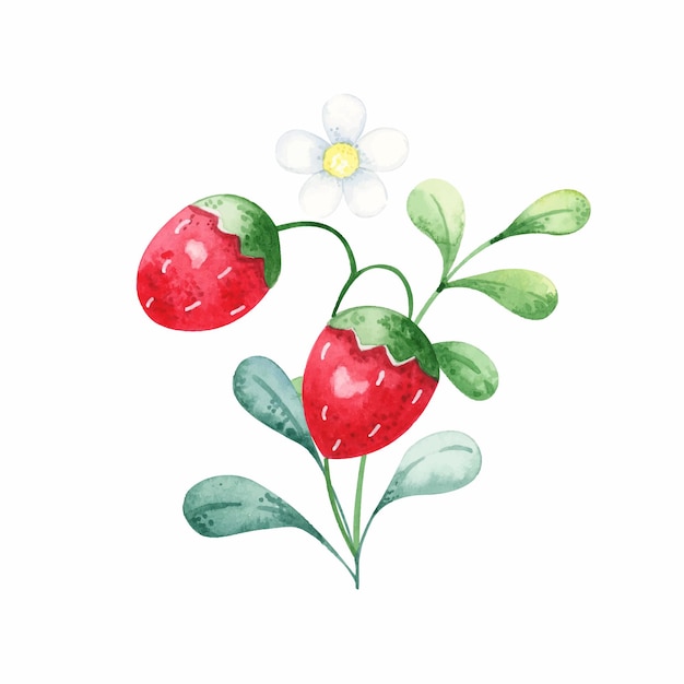 Watercolor branch of strawberry with a flower on a white background