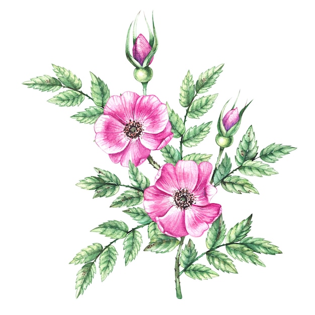 Watercolor branch with rosehip flowers on a white background