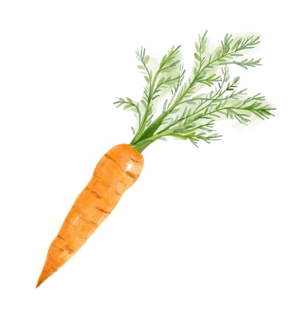 Watercolor bright carrot