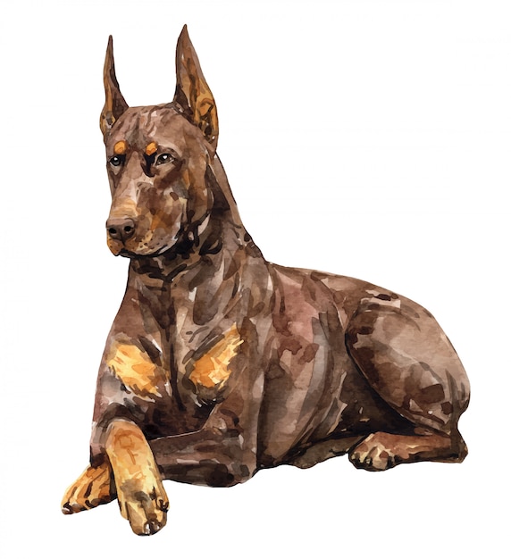 Watercolor brown doberman pinscher. Black and tan doberman color.