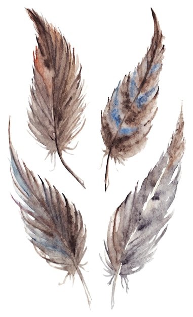 Watercolor brown gray grey feather set vector isolated