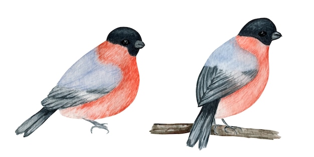 Watercolor bullfinch Christmas bird set. Hand painted illustration.