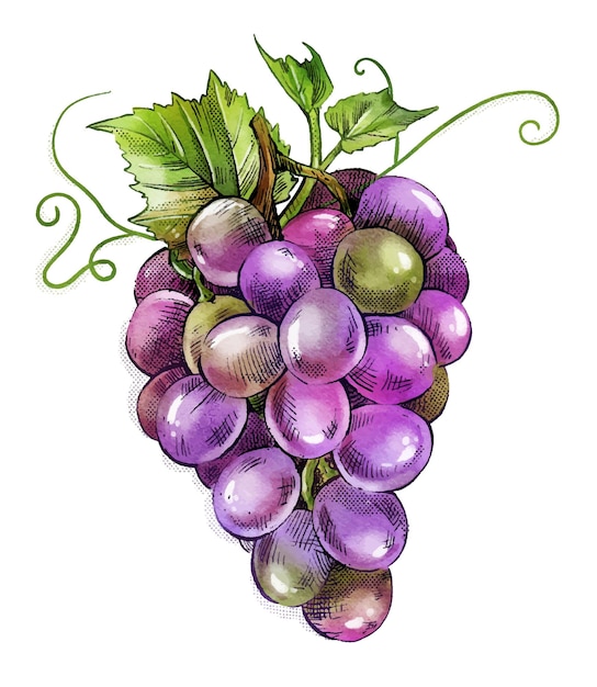 Watercolor bunch of ripe grapes