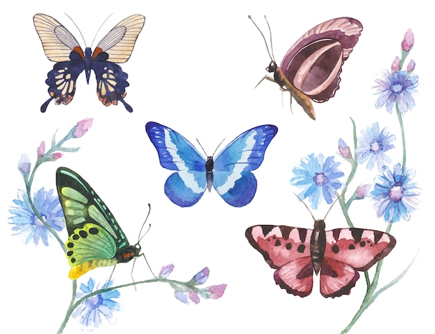 Watercolor butterflies illustration