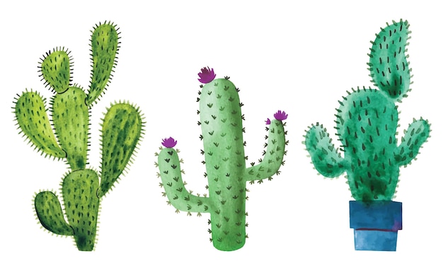 Vector watercolor cactus collection