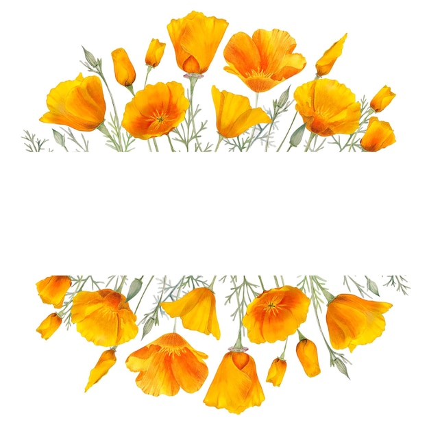 Watercolor california orange poppies frame