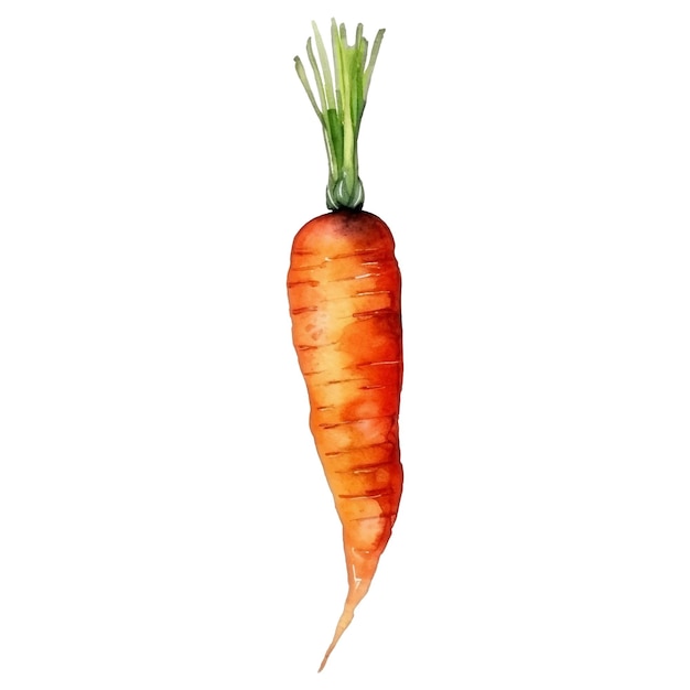 Watercolor Carrot Illustration Handdrawn fresh food design element isolated on a white background