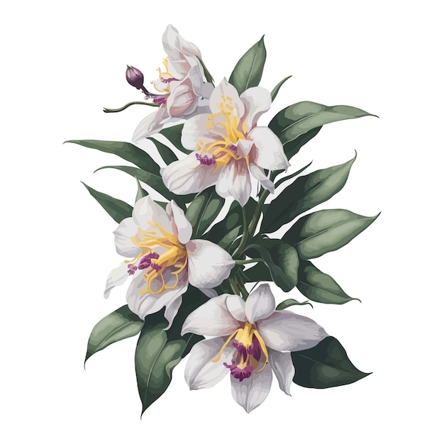 Watercolor cattleya flower a simple vector clipart