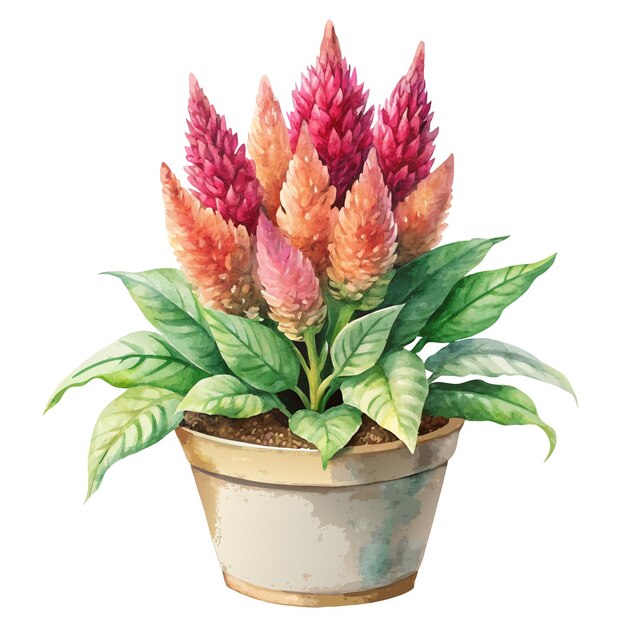 Vector watercolor celosia in a pot with sleeping beauty