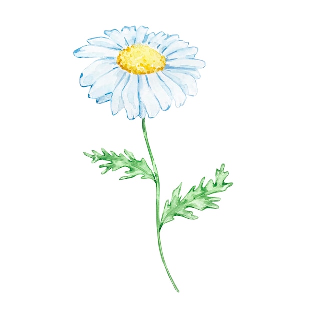 Watercolor chamomile flower