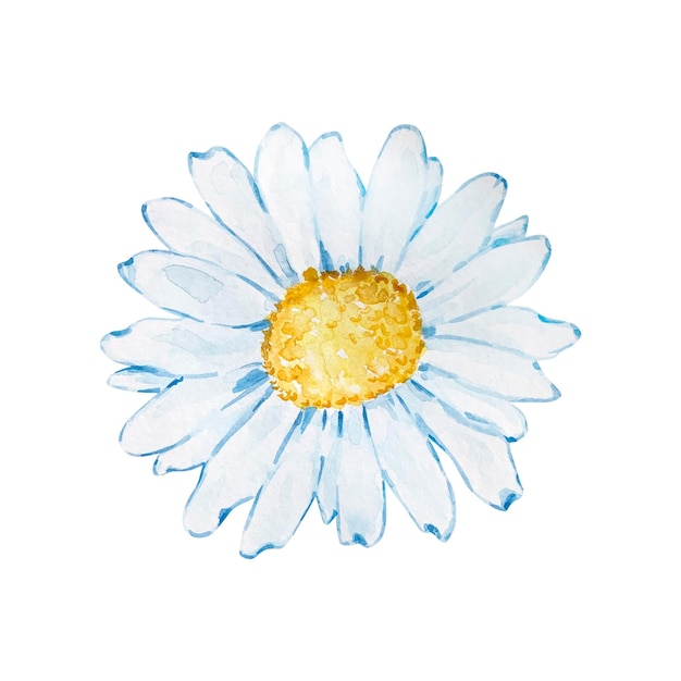 Watercolor chamomile flower