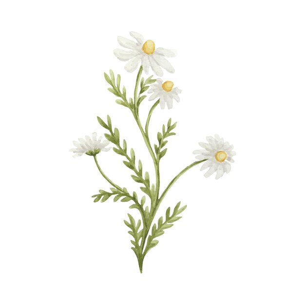 watercolor chamomile flowers