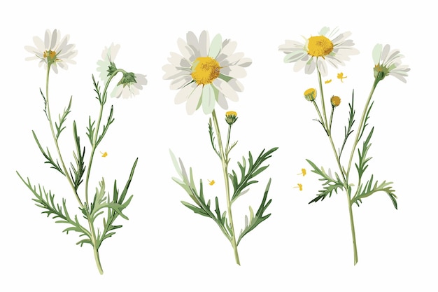 Vector watercolor chamomile isolated on a white background white daisy flowers set