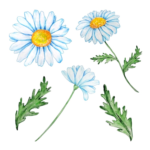 Watercolor chamomile with a yellow center and with green leaves