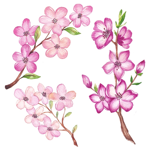 Watercolor cherry blossom branches and flowers