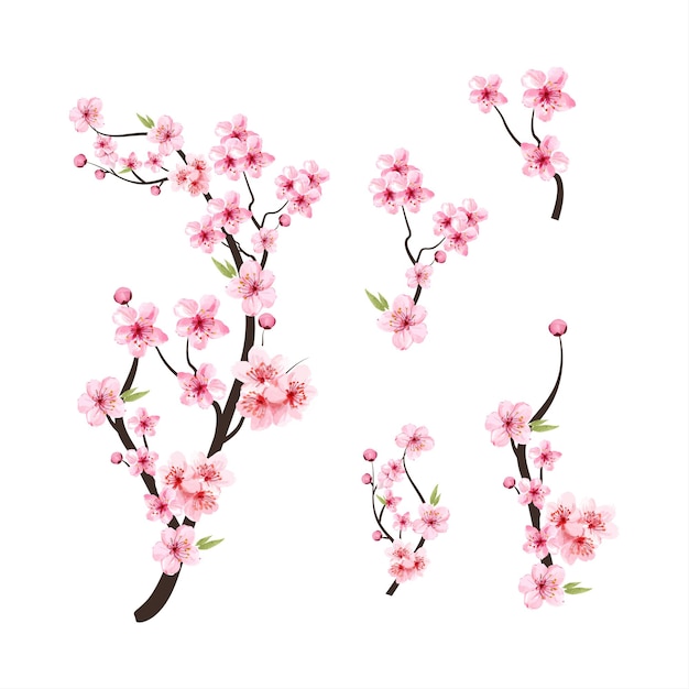 Watercolor cherry blossom vector. Cherry blossom flower blooming vector. Pink sakura flower background. Cherry blossom branch with sakura flower. Sakura on white background. Watercolor cherry bud.