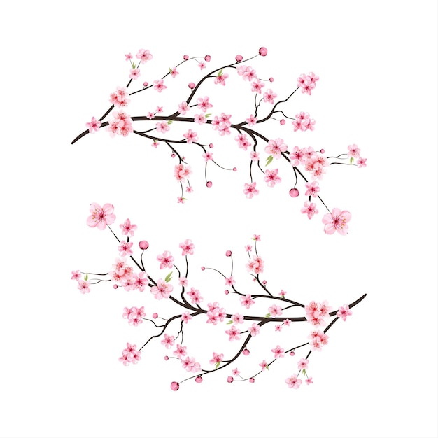 Watercolor cherry blossom vector. Pink sakura flower background. Cherry blossom flower blooming vector. Cherry blossom branch with sakura flower. Sakura on white background. Watercolor cherry bud.