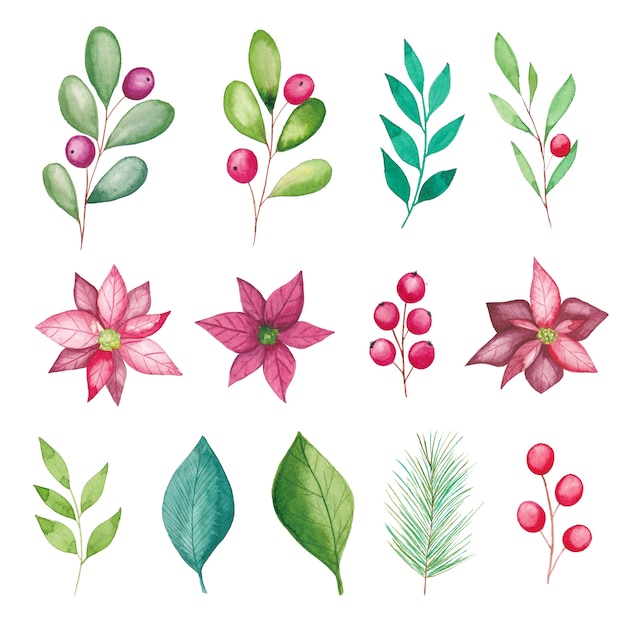 Watercolor Christmas floral elements, poinsettia flowers, berries, leaves, fir tree branches