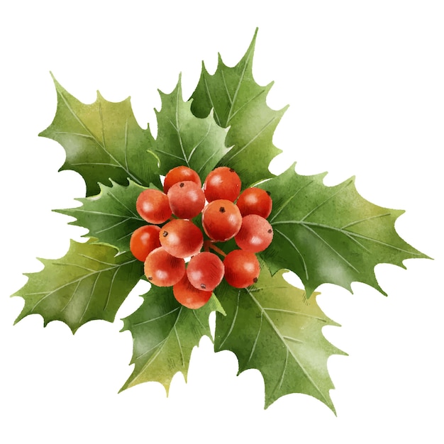 Watercolor christmas holly with berries