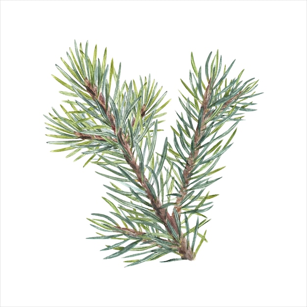 Watercolor Christmas Spruce conifer branch Evergreen plant Illustration of green lush sprig