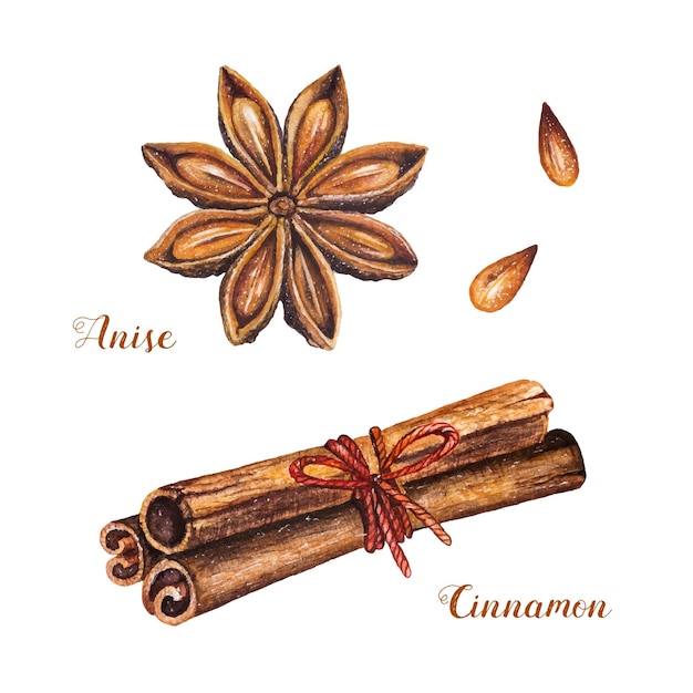 Watercolor cinnamon sticks and anise